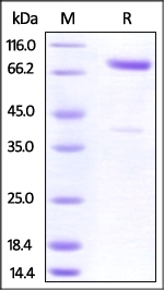 CRTAM Recombinant Protein