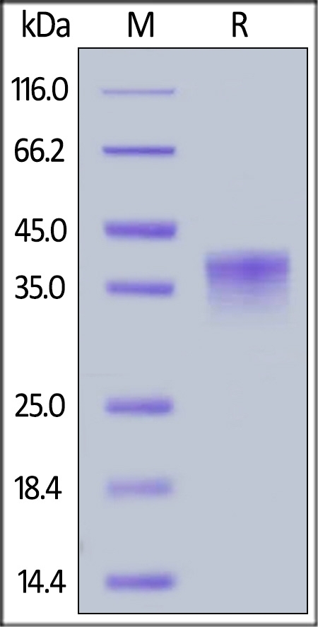 LILRB4 Recombinant Protein