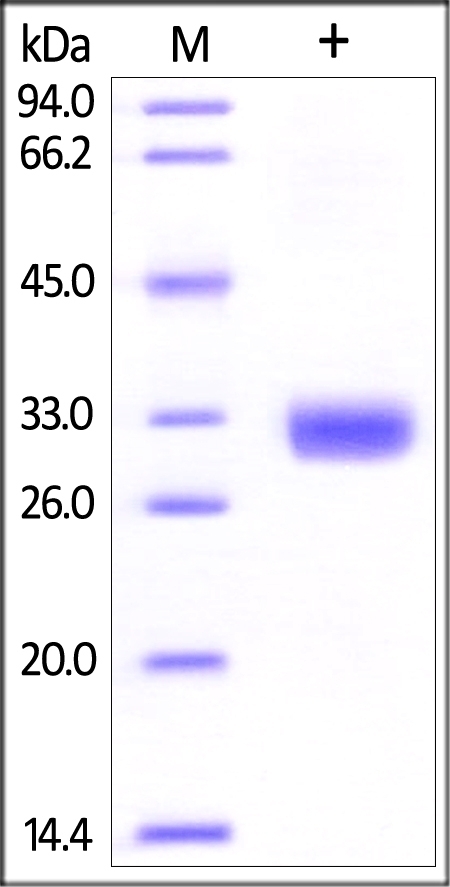 Angiopoietin-2 Recombinant Protein