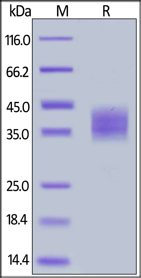 B7-H3 Recombinant Protein