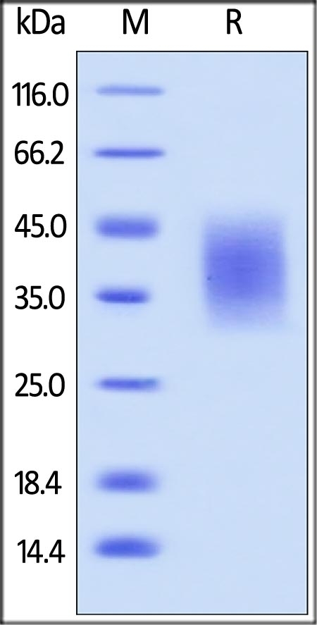 B7-H5 Recombinant Protein