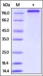 CD163 Recombinant Protein
