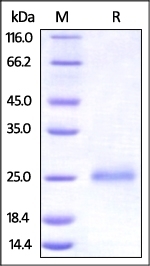 CD99 Recombinant Protein