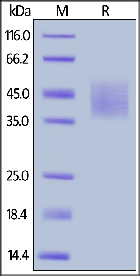 DNAM-1 Recombinant Protein