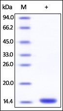 FKBP12 Recombinant Protein