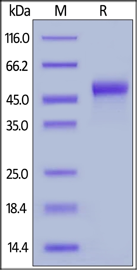Galectin-9 Recombinant Protein