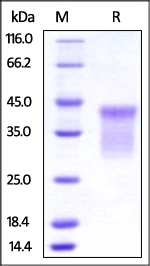 HVEM Recombinant Protein
