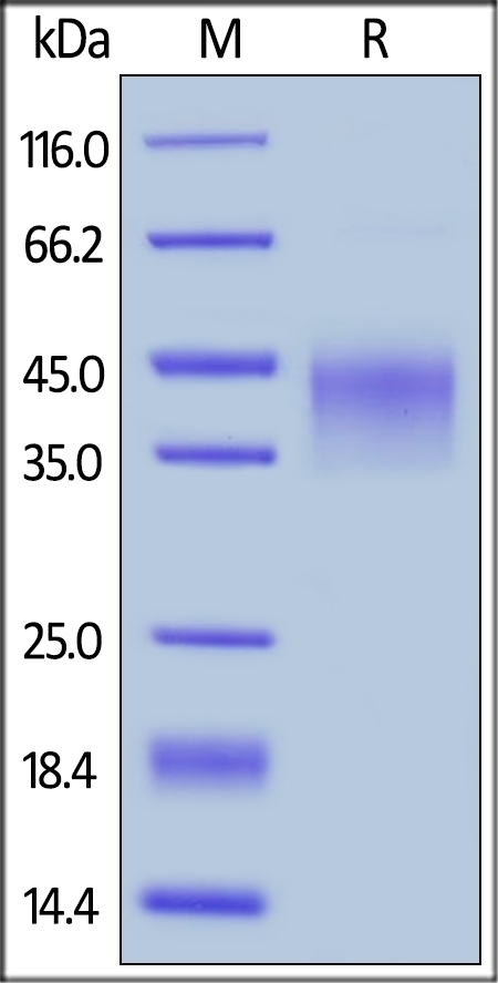 LAP Recombinant Protein