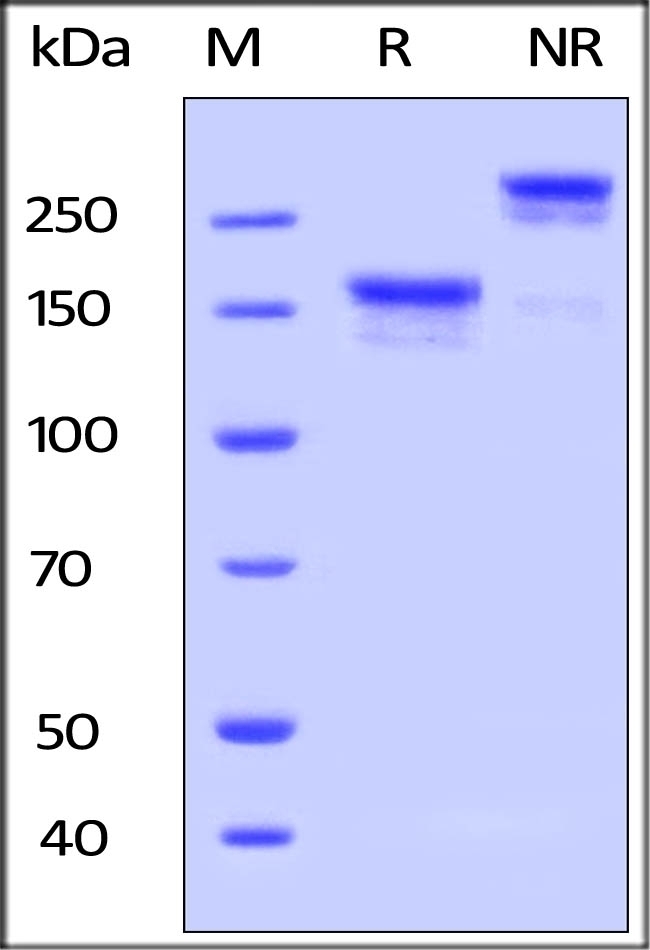 LDL R Recombinant Protein