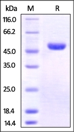 Nectin-2 Recombinant Protein
