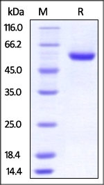 ROR2 Recombinant Protein