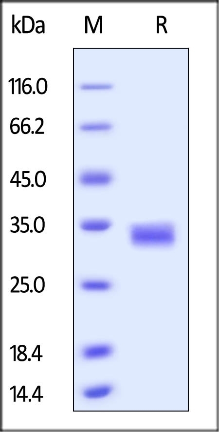 TNFSF11 Recombinant Protein