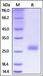 CTLA-4 Recombinant Protein