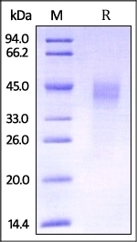 Dkk-1 Recombinant Protein