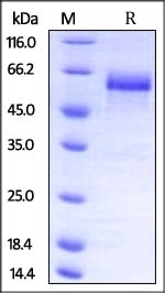 Dkk-3 Recombinant Protein
