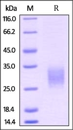 GITR Recombinant Protein