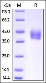 IL-4 R alpha Recombinant Protein