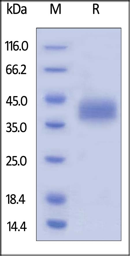 LILRB4 Recombinant Protein
