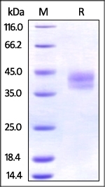 PD-L2 Recombinant Protein