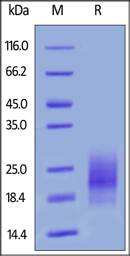 TIGIT Recombinant Protein