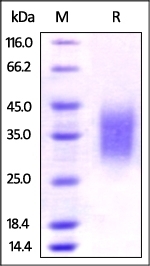 PD-1 Recombinant Protein