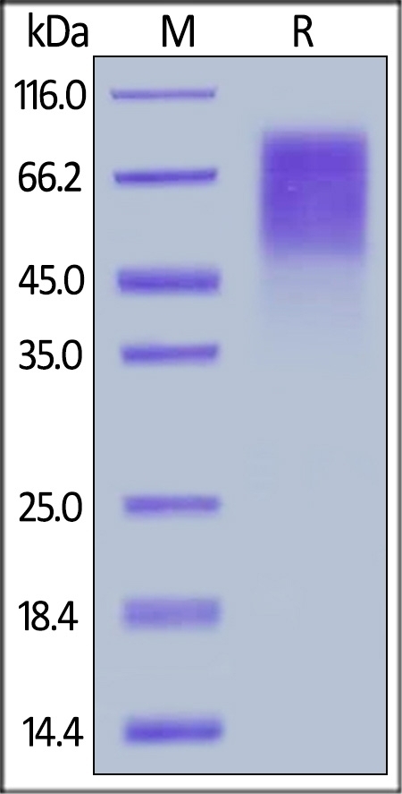 HRSV Glycoprotein G Recombinant Protein
