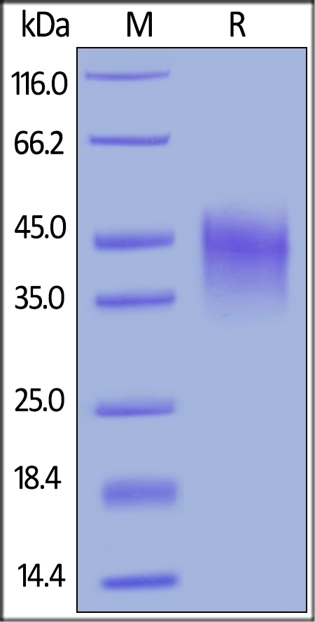 OX40 Recombinant Protein