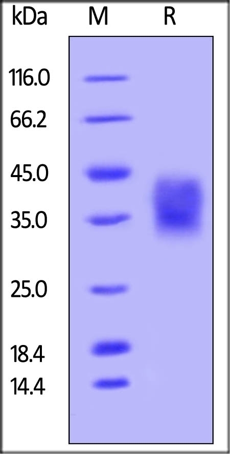 CD47 Recombinant Protein