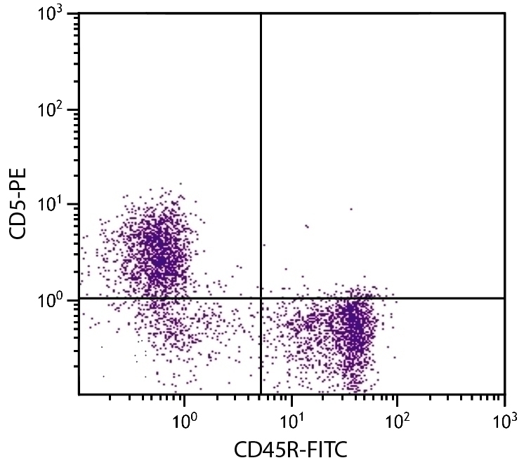 CD5 Antibody [B19.1] (PE)