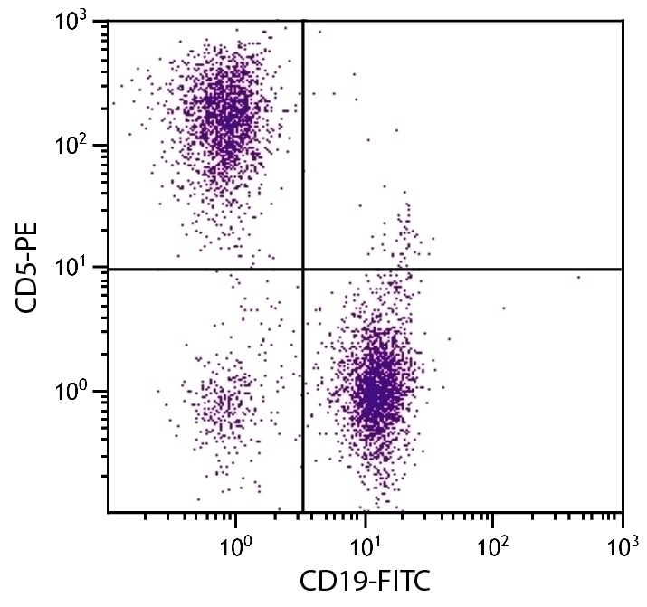 CD5 Antibody [53-7.3] (PE)
