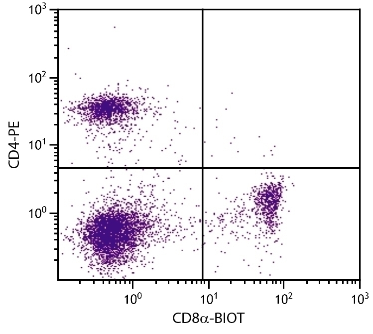 CD8a Antibody [53-6.7] (Biotin)