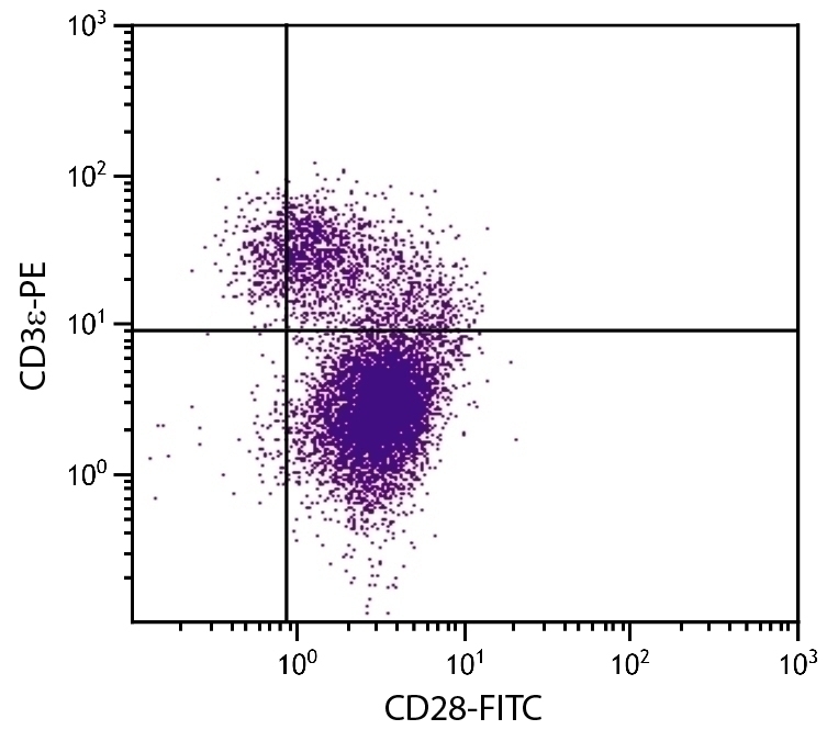 CD28 Antibody [37.51] (FITC)