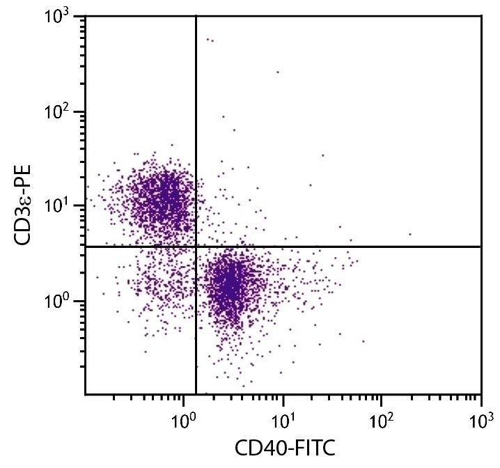 CD40 Antibody [1C10] (FITC)