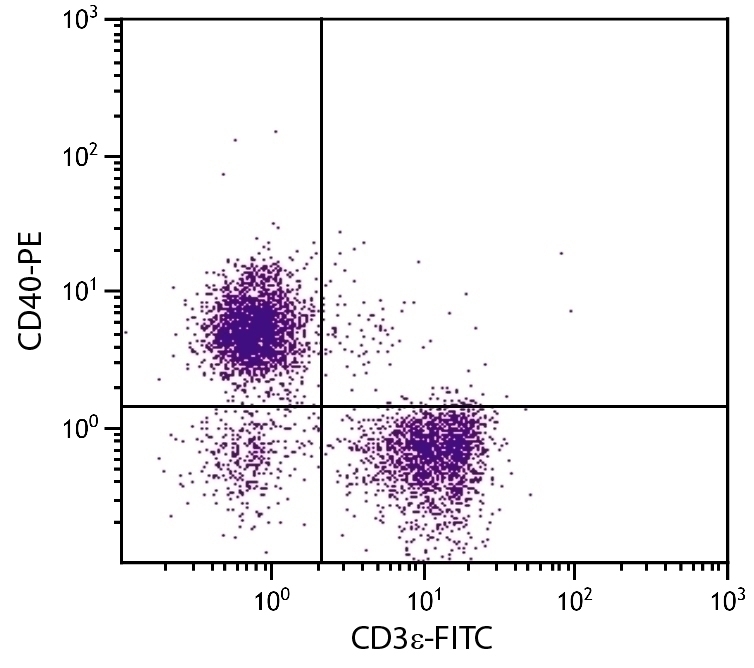 CD40 Antibody [1C10] (PE)