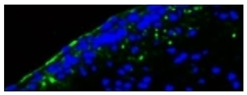 CD54 Antibody [YN1/1.7.4]