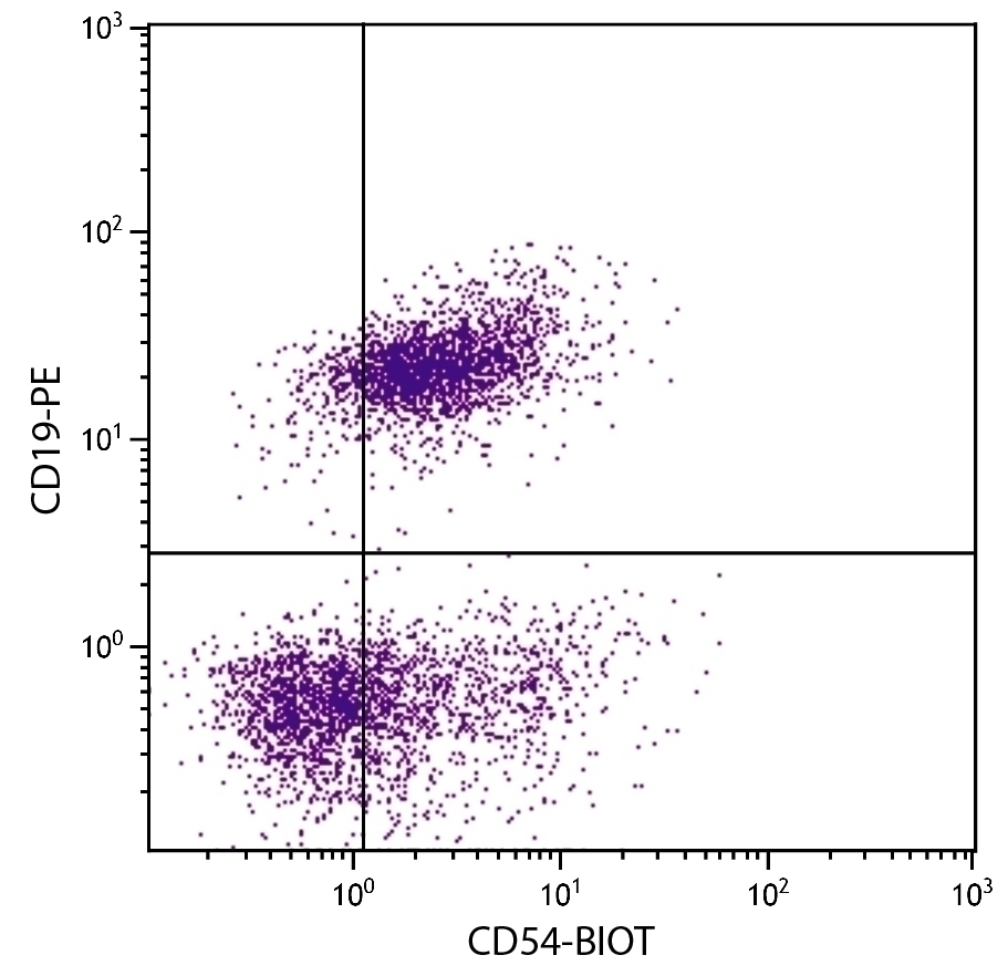 CD54 Antibody [YN1/1.7.4] (Biotin)