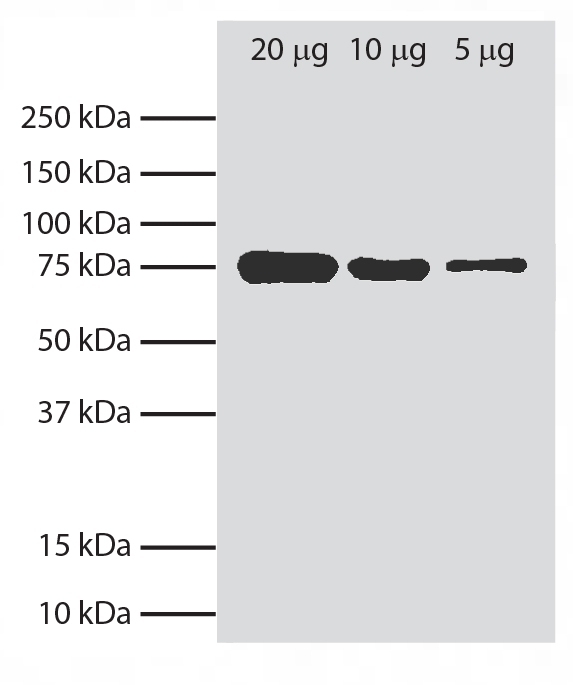 BiP Antibody [76-E6]