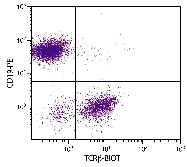 TCR beta Antibody [H57-597] (Biotin)