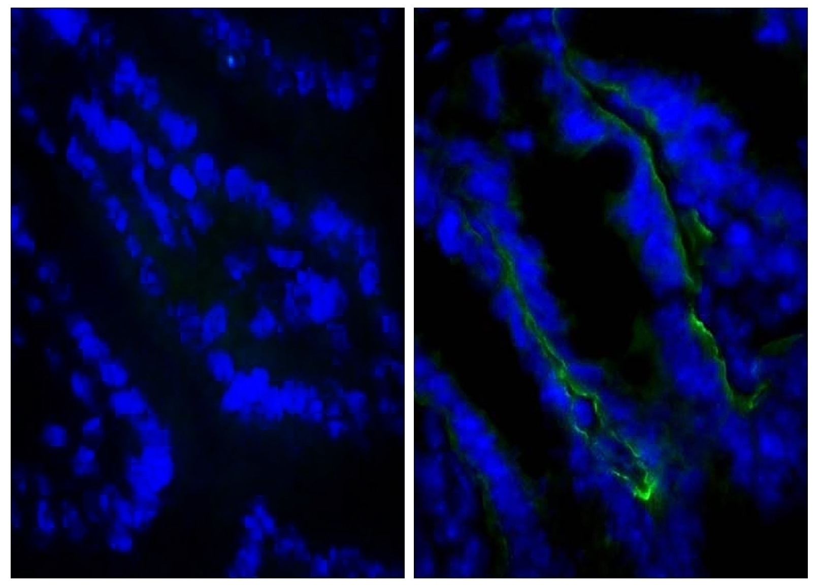 CD104 Antibody [346-11A]