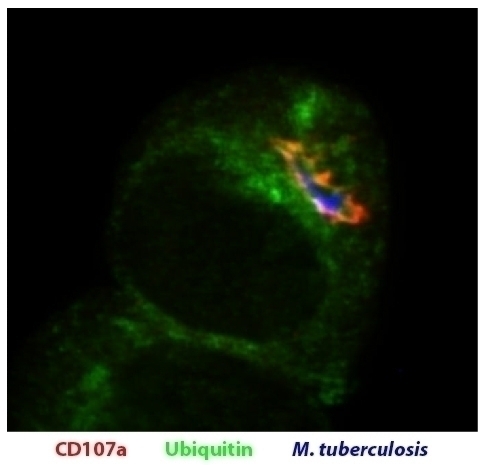 CD107a Antibody [1D4B]