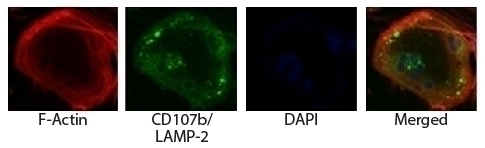 CD107b Antibody [ABL-93]