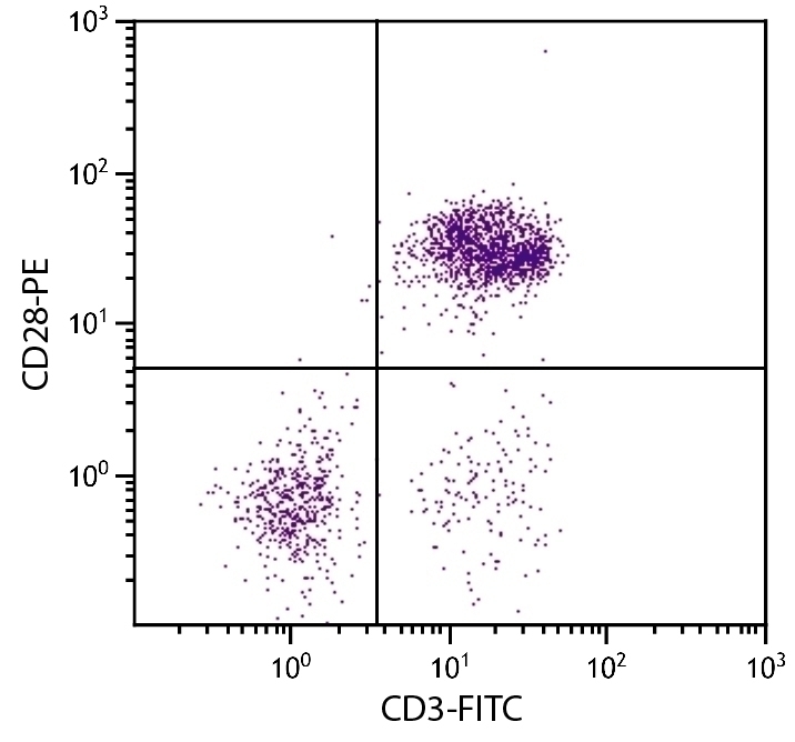CD28 Antibody [AV7] (PE)
