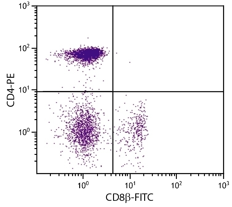 CD8beta Antibody [EP42] (FITC)