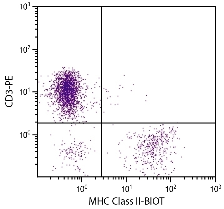MHC Class II Antibody [2G11] (Biotin)