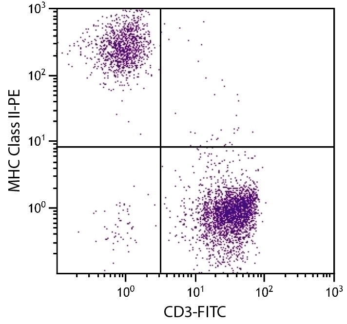 MHC Class II Antibody [2G11] (PE)