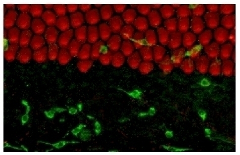 Monocyte/Macrophage Antibody [KUL01]