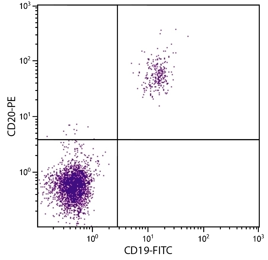 CD20 Antibody [B-Ly1] (PE)