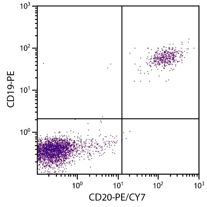CD20 Antibody [B-Ly1] (PE-Cy7)