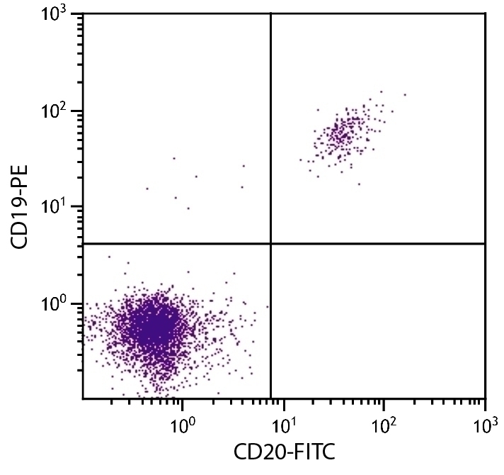 CD20 Antibody [B-Ly1] (FITC)