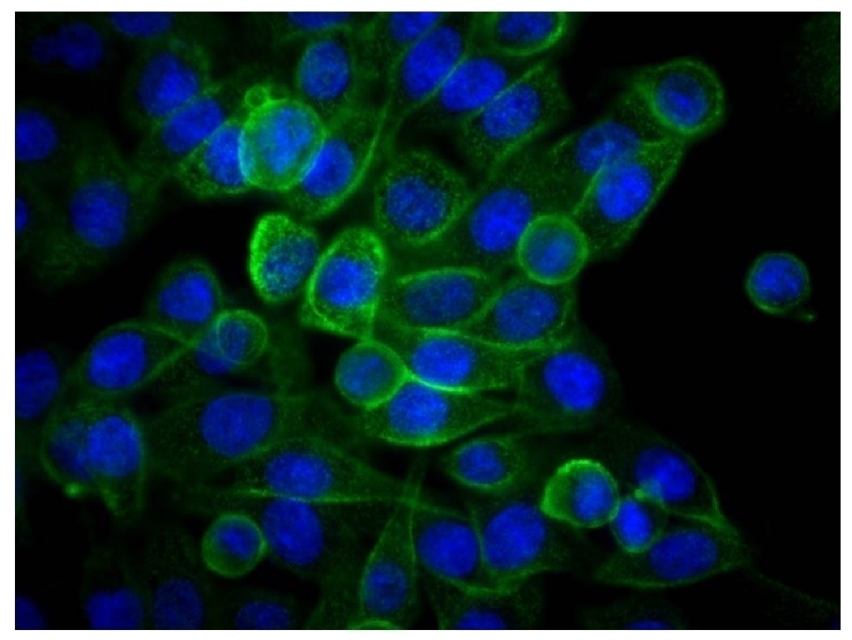 CD44 Antibody [F10-44-2]